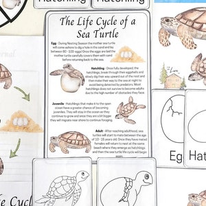 Sea Turtle Life Cycle Nature Study