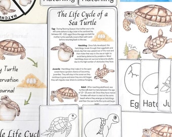 Life Cycle of a Sea Turtle Zoology Pack Montessori Culture Nature Study ...