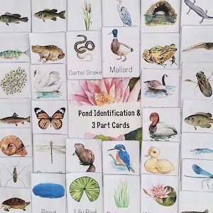 May include: A collection of educational flashcards featuring pond life illustrations. The cards display various aquatic animals, plants, and insects, including a butterfly, duck, and frog. The central card reads "Pond Identification & 3 Part Cards".