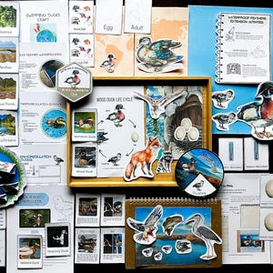 Peut inclure: Une collection de matériel éducatif sur les canards branchus, comprenant un tableau du cycle de vie, un schéma d'anatomie et des illustrations du canard à différents stades de développement. Les documents sont imprimés sur du papier blanc et présentent des illustrations colorées.