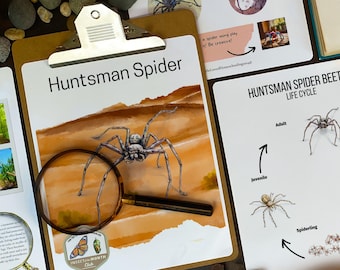 May include: A close-up of a huntsman spider, a large, brown spider with long legs, on a beige background. The spider is being viewed through a magnifying glass. The image is part of a learning resource about the huntsman spider's life cycle.