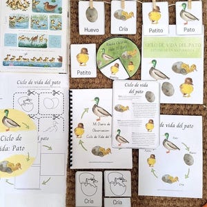 May include: Educational materials about the life cycle of a duck. The image includes illustrations of eggs, ducklings, and adult ducks, along with Spanish text such as "Huevo" and "Cría". The materials are arranged on a brown surface.