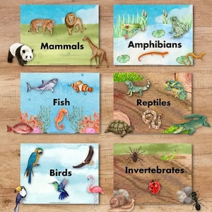 Animal Classification Sort