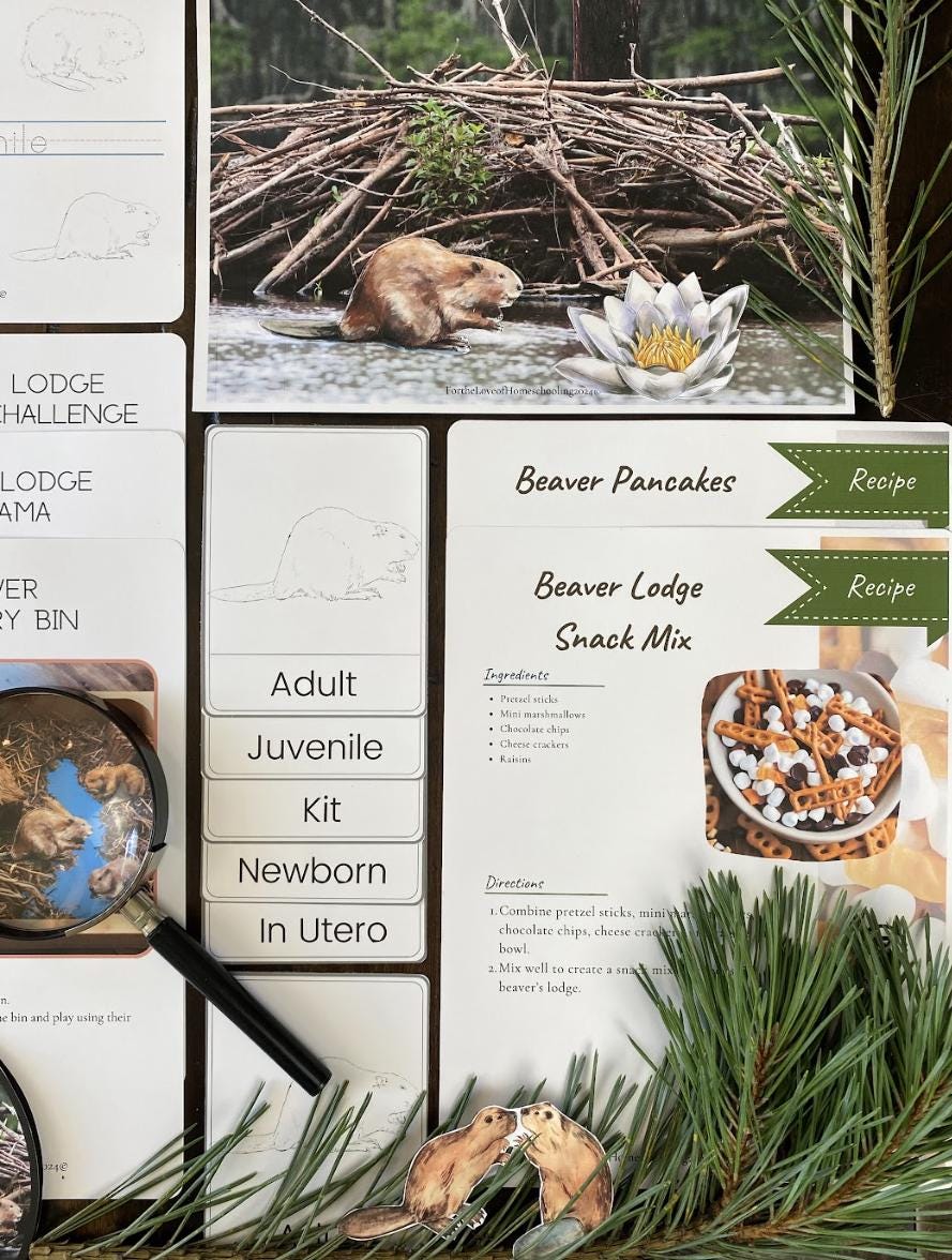 Beaver Nature Study - Etsy