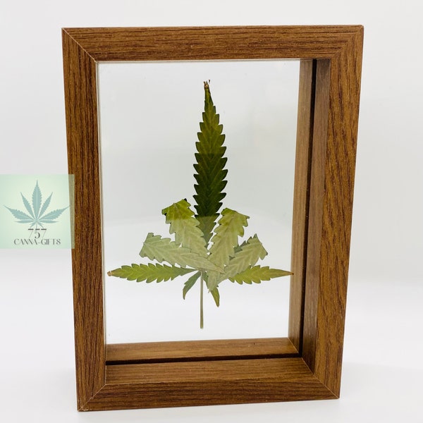 Genuine Pressed Cannabis Leaves in Floating Frame- The Bird