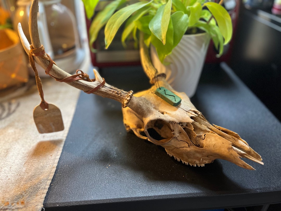 REAL Elk Skull NORSE With Charms Etsy
