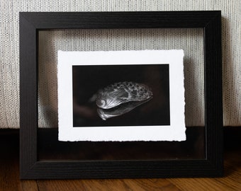 5x7 Shell (abalone - top) fine art print in 8x10 float frame