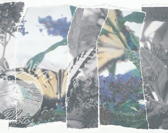 Fractured Photomontage - Hand Torn Artwork - Swallowtails 1