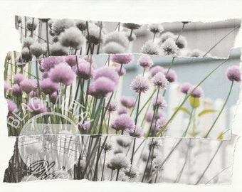 Fractured Photomontage - Hand Torn Artwork - Chive Blossoms