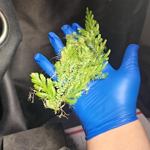 Selaginella sp. &#39;Sizemore giant&#39; rare plant
