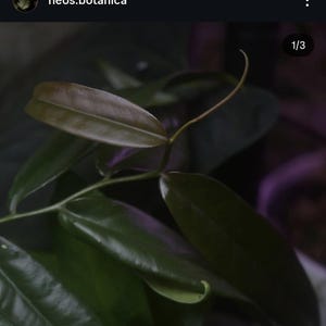 Marcgravia trinitatis cutting Very rare terrarium plant