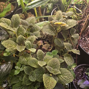 Nomopyle dodsonii unrooted cutting *rare gesneriad* rare terrarium plant