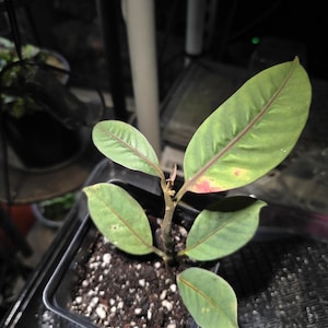 Neea Virens very rare semi rooted cutting