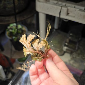 Selaginella articulata Fairchild gardens clone rooted cutting