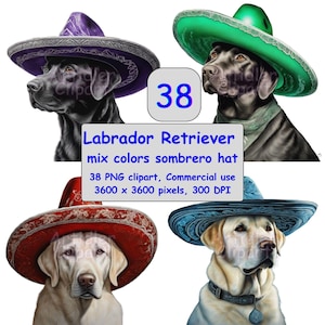 May include: Digital illustration of Labrador Retrievers wearing colorful sombreros. The image includes a purple, green, red, and blue sombrero. The image also includes the text "Labrador Retriever mix colors sombrero hat".