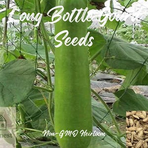 35pcs Long Bottle Gourd Seeds – Non-GMO Calabash Gourds for Cooking & Crafting