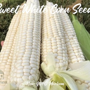 50pcs Sweet White Corn Seeds – Heirloom Open-Pollinated Non-GMO “Classic King” Sweet White Corn