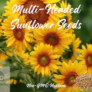 50pcs Multi-Headed Sunflower Seeds – Rare Heirloom Non-GMO Seeds for Planting – Stunning Blooms – Easy to Grow Garden Flowers