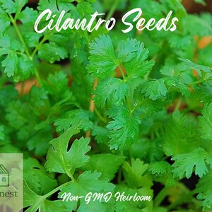 1000pcs Heirloom Cilantro Seeds – Non-GMO Coriander Herb for Garden, Outdoor & Container Growing