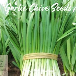 500pcs Garlic Chive Seeds – Heirloom Non-GMO Chinese Chives, Perennial Herb Seeds