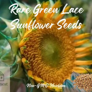 50pcs Rare Green Lace Sunflower Seeds – Unique Heirloom Sunflowers for Elegant Gardens & Pollinator-Friendly Landscaping