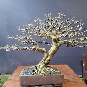 Real picture || Cherry Barbados || Malpighia emarginata || Medium size || Bonsai tree