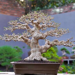 Real picture || wrightia Religiosa || water jasmin || Medium size ||Beautifull Bonsai || Formal style