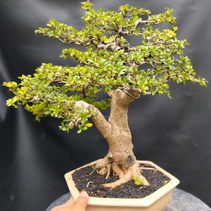 Real picture || Bucida Spinosa || Black Olive || Medium size || Beautifull Bonsai tree