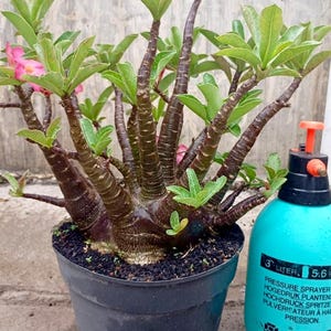 May include: A desert rose plant in a black pot, featuring dark brown stems and green leaves. Pink flowers are visible. A turquoise pressure sprayer is next to the plant, with text indicating a 3-litre capacity.