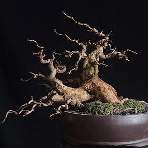 Bonsai tree || Phyllanthus reticulatus || small size || Old tree || free phytosanitary