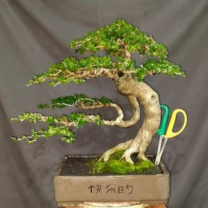 Real picture || Premna Microphylla || Old tree || Bonsai tree || Medium size || unique style