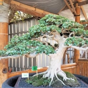 Real picture || Premna microphylla || small size || Beautifull Bonsai || Bonsai tree