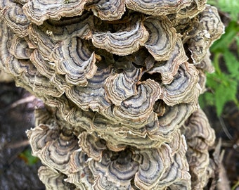 30 G Pack of Premium Dried Turkey Tail Mushroom (Trametes versicolor) - Natural, Organic, and Sustainable