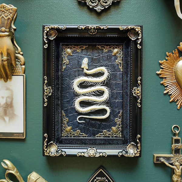 Real Taxidermy Snake Skeleton on Ornate Gothic Black Plastic Frame 8" x 6" Curiosity Cabinet Bones & Oddities for Wall or Table Art