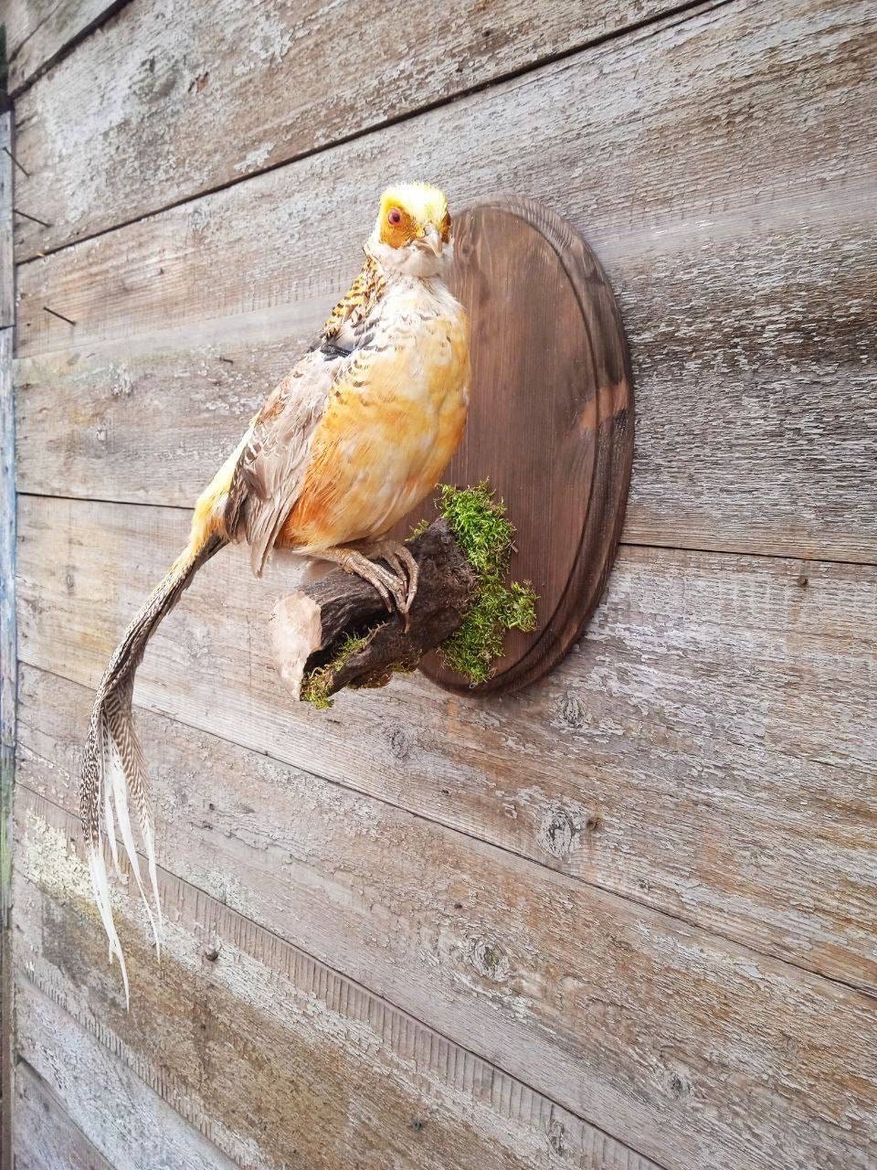 Yellow Golden Pheasant Wall Mounted Taxidermy