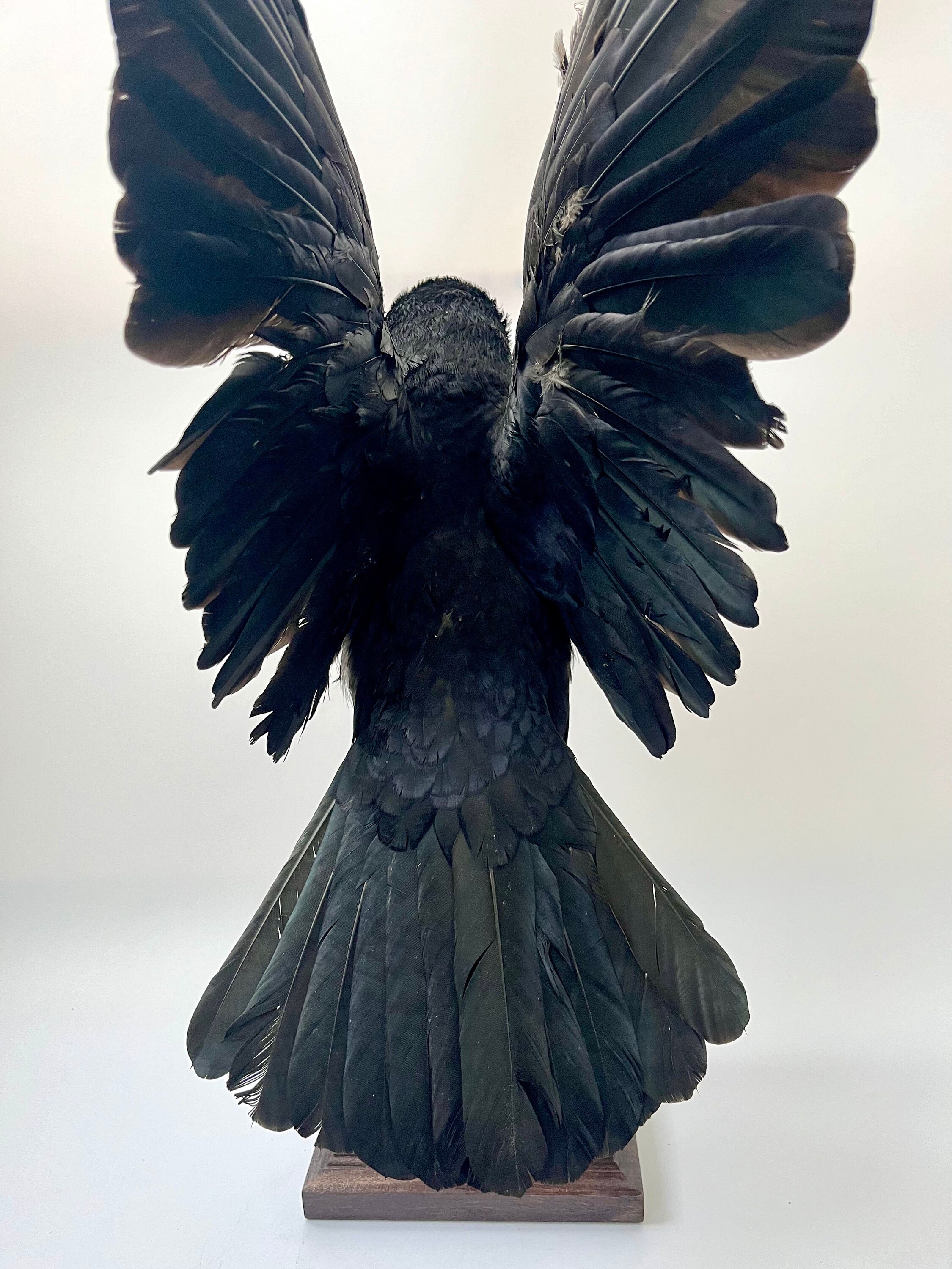 Rook Taxidermy Bird Real Stuffed Mount Animal Gothic Tattoo Driftwood ...
