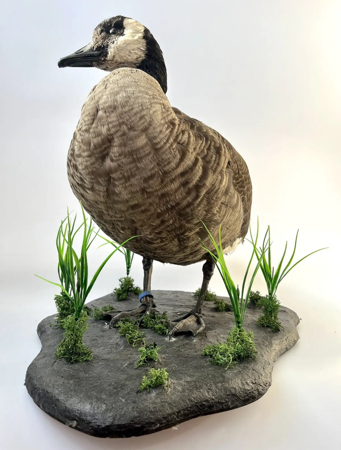 Goose Taxidermy