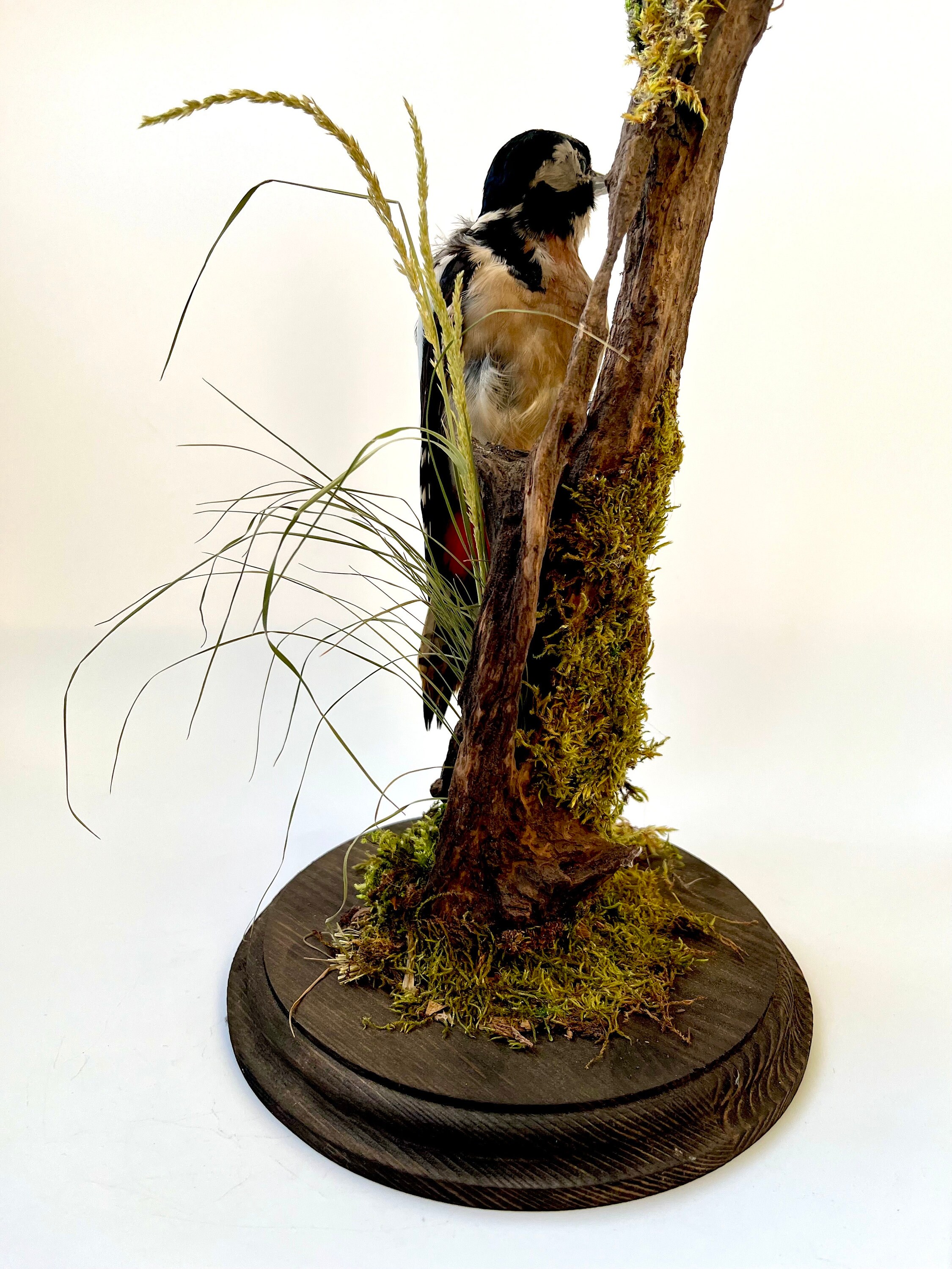 Taxidermy Mounts Set of Two Stuffed Woodpeckers picidae Standing Mount