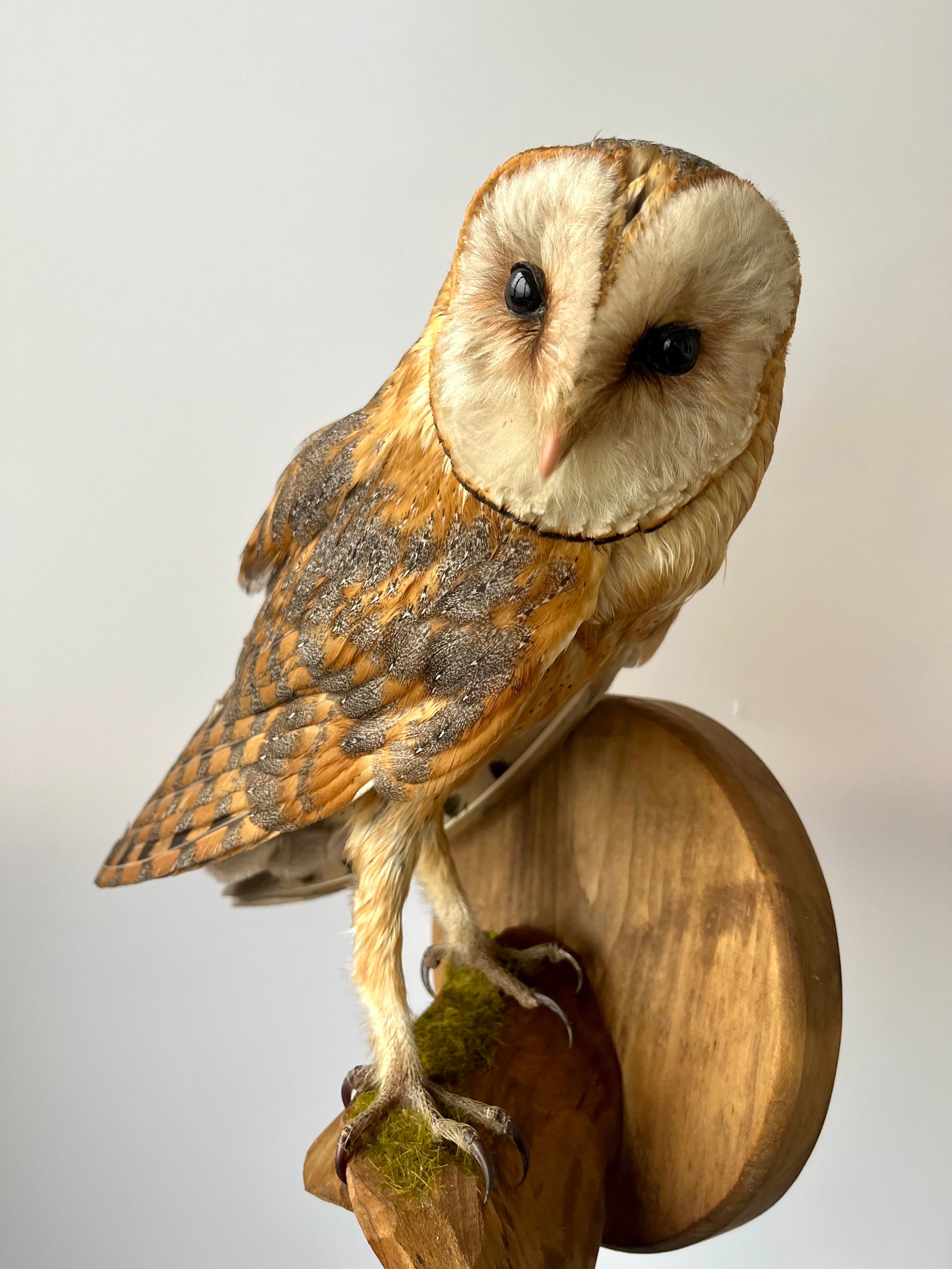 Barn Owl tyto Alba Taxidermy Stuffed Bird Wall Mount Etsy UK