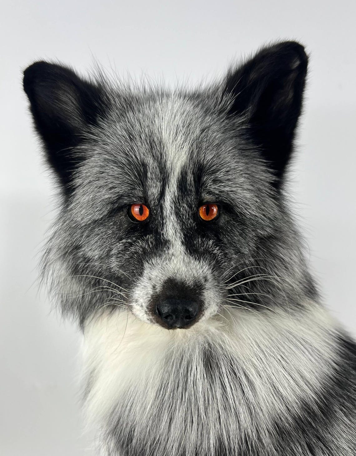 Platinum Silver Fox vulpes Vulpes Taxidermy Mount Natural Stuffed platinum-silver-fox-vulpes-vulpes-taxidermy-mount-natural-stuffed