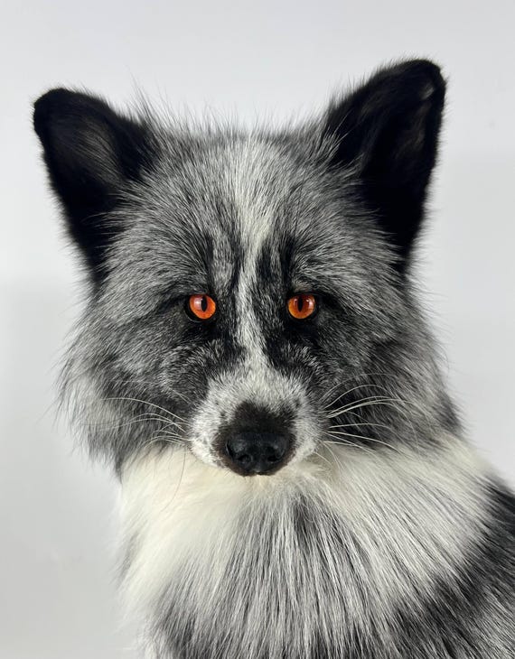 Platinum Silver Fox (vulpes Vulpes) Taxidermy Mount Natural