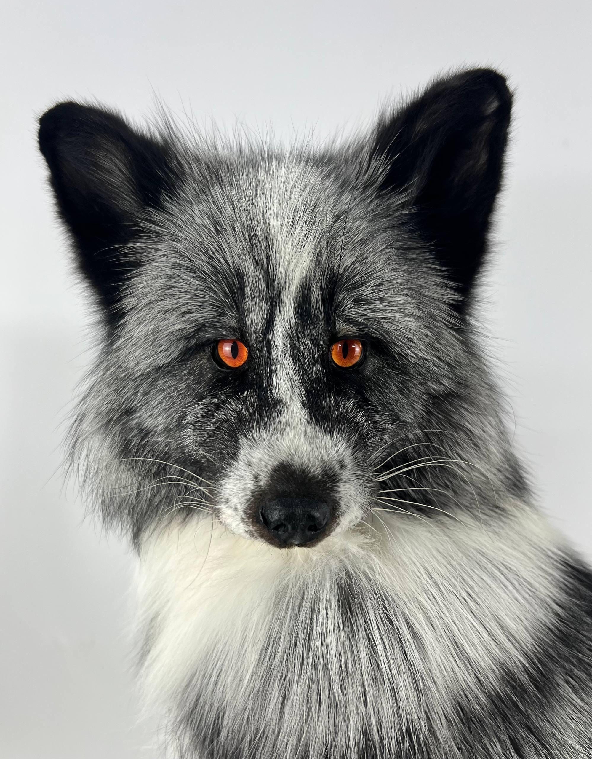 Platinum Silver Fox (vulpes Vulpes) Taxidermy Mount Natural