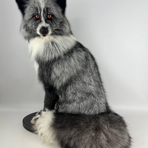 May include: A taxidermied fox with silver and black fur, white chest, and striking orange eyes. The fox is posed in a seated position, with its fluffy tail resting behind it. The fox is mounted on a black circular base.