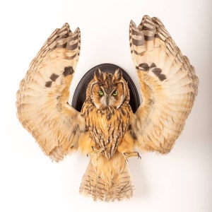 May include: Taxidermied owl with outstretched wings, mounted on a black circular plaque. The owl has brown and tan feathers, with striking green eyes. The wings are fully extended, showcasing the intricate feather patterns.