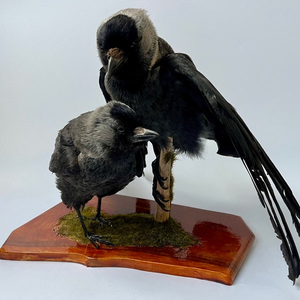 Western jackdaw Taxidermy set of Birds Stuffed mount Animal Gothic