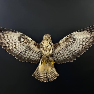 Puede incluir: Un ave rapaz con las alas extendidas, mostrando un patrón detallado de plumas marrones, blancas y negras. El ave se destaca sobre un fondo oscuro, resaltando sus colores y texturas naturales.