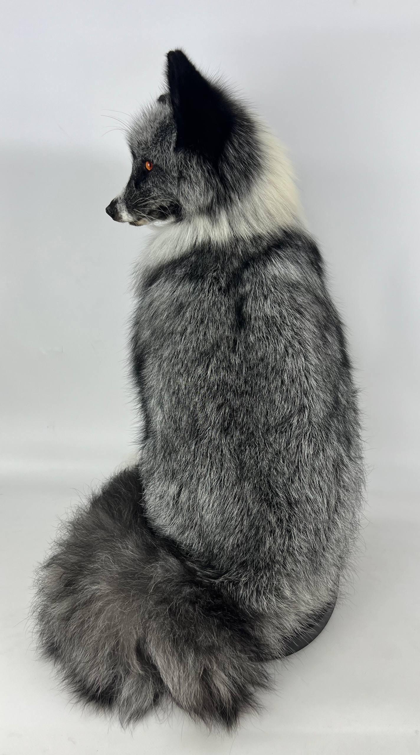 Platinum Silver Fox (vulpes Vulpes) Taxidermy Mount Natural 