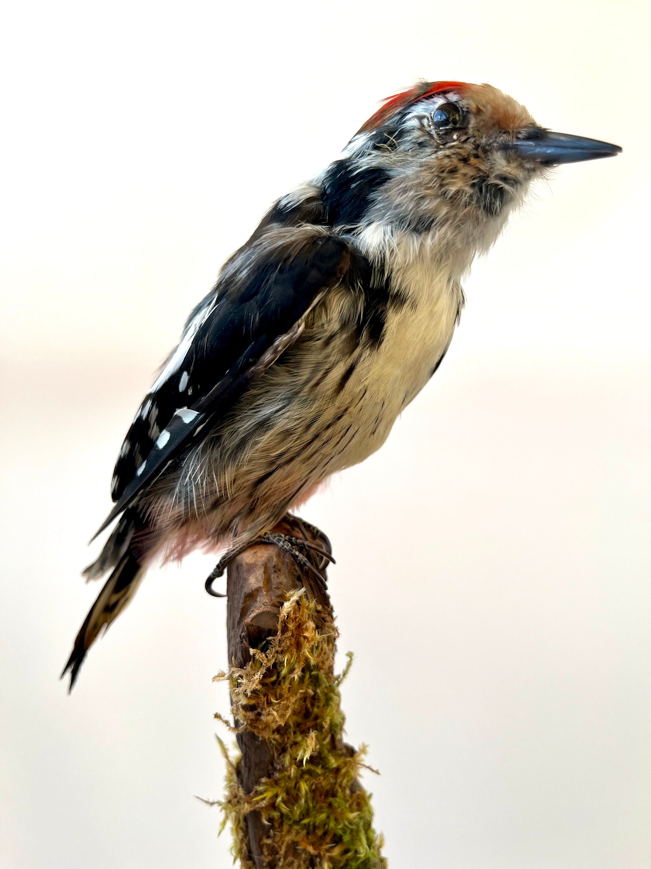 Taxidermy Mounts Set of Two Stuffed Woodpeckers picidae Standing Mount