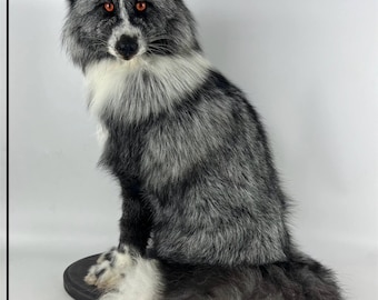 Platinum Silver Fox (vulpes Vulpes) Taxidermy Mount Natural