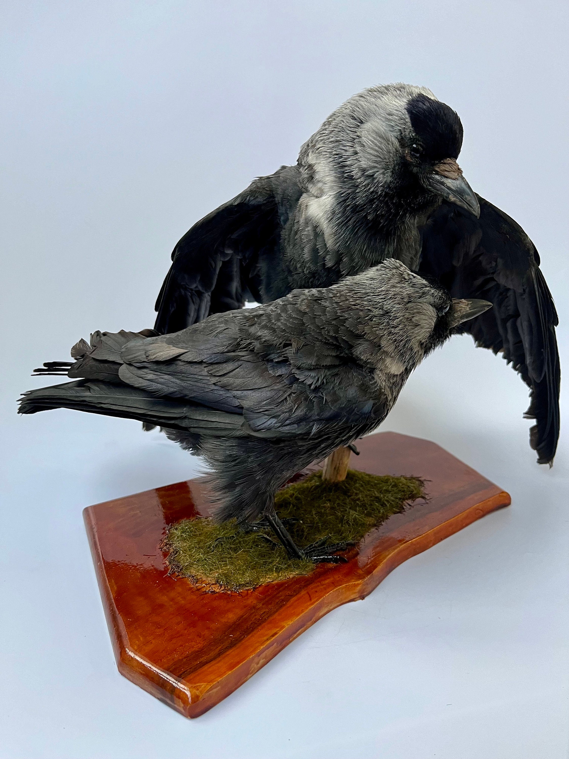 Western Jackdaw Taxidermy Set Of Birds Stuffed Mount Animal Gothic Etsy